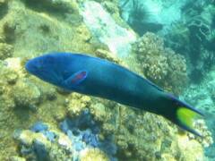 Snorkelen
